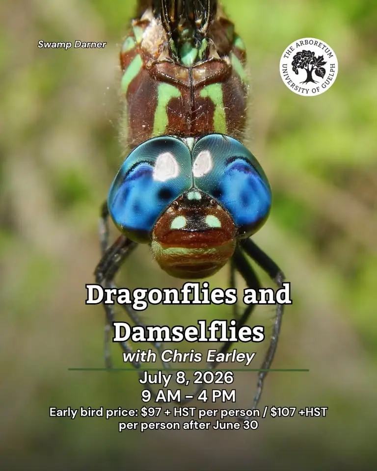 Dragonflies and Damselflies