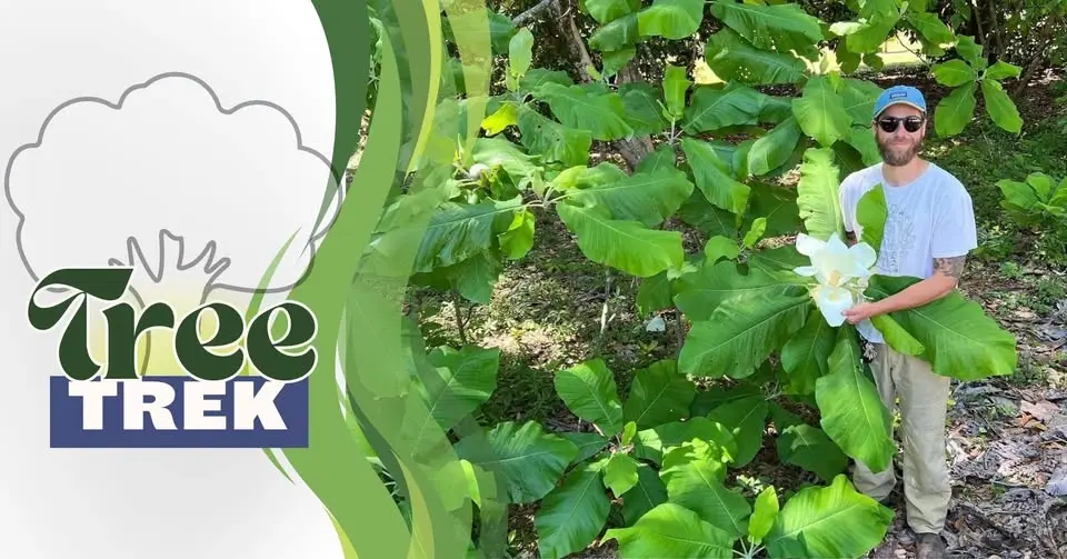 Tree Trek
