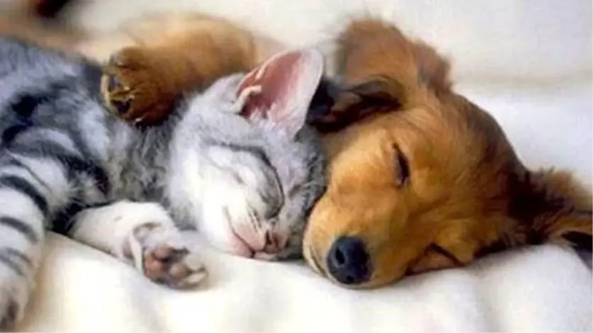 OAKLAND Cuddles - Cuddle Party in Oakland! July 12th 2026