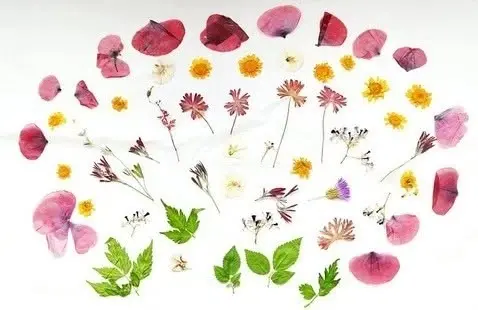 Beginner Flower Pressing Workshop at Wanskuck Library