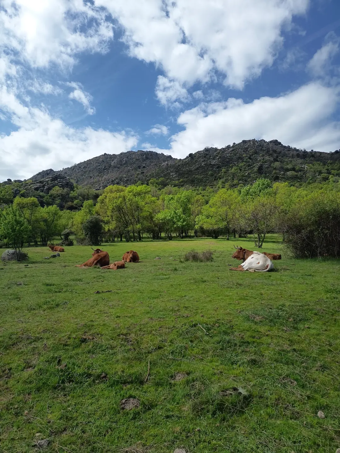 31/05 Domingo 🎒🥾 RUTA DE SENDERISMO MACHOTA BAJA DESDE EL ESCORIAL⛰️