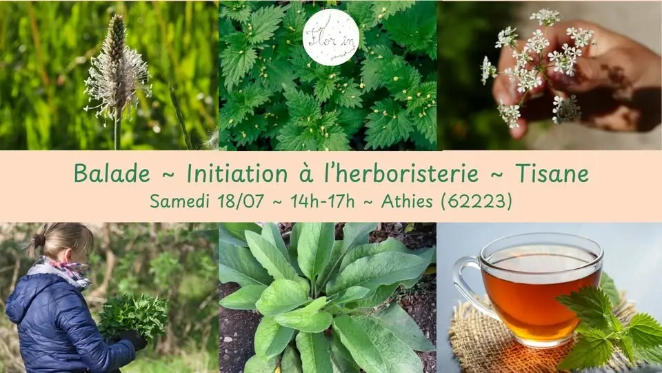 Initiation à l'herboristerie ~ Tisane