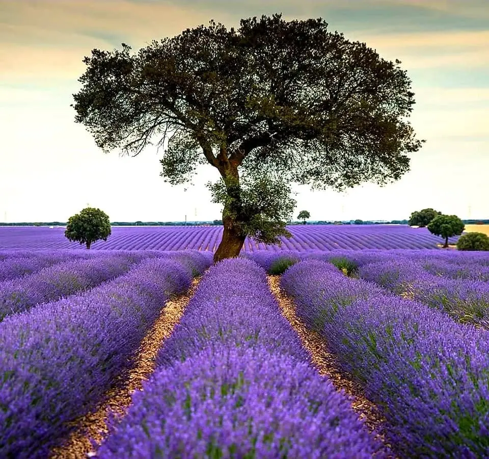 🪻 EXCURSIÓN A LOS CAMPOS DE LAVANDA 💜 Y PUEBLOS BONITOS DE LA ALCARRIA