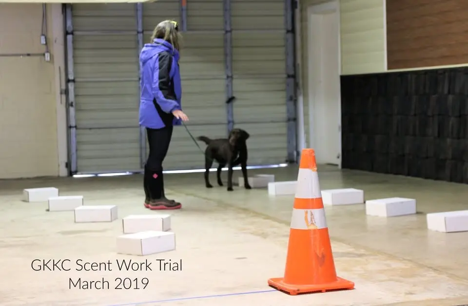 Save the Date: October 23-25, 2026: Greater Kingsport Kennel Club Scentwork Trial