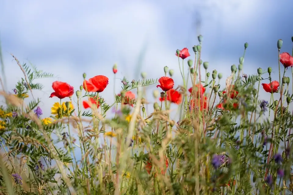 Systrarna: i hjärtats blomsterdalar