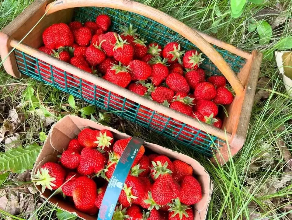 Strawberry Season Opening Day at Applewood Farm Stouffville