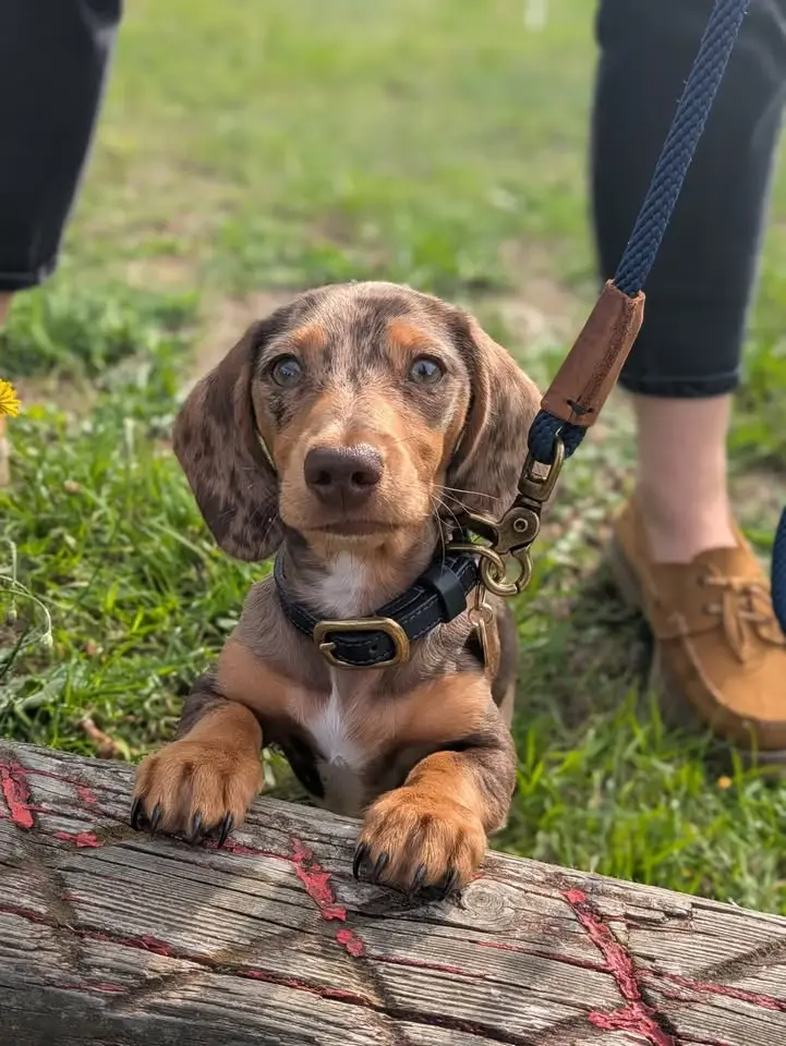 Puppy Club