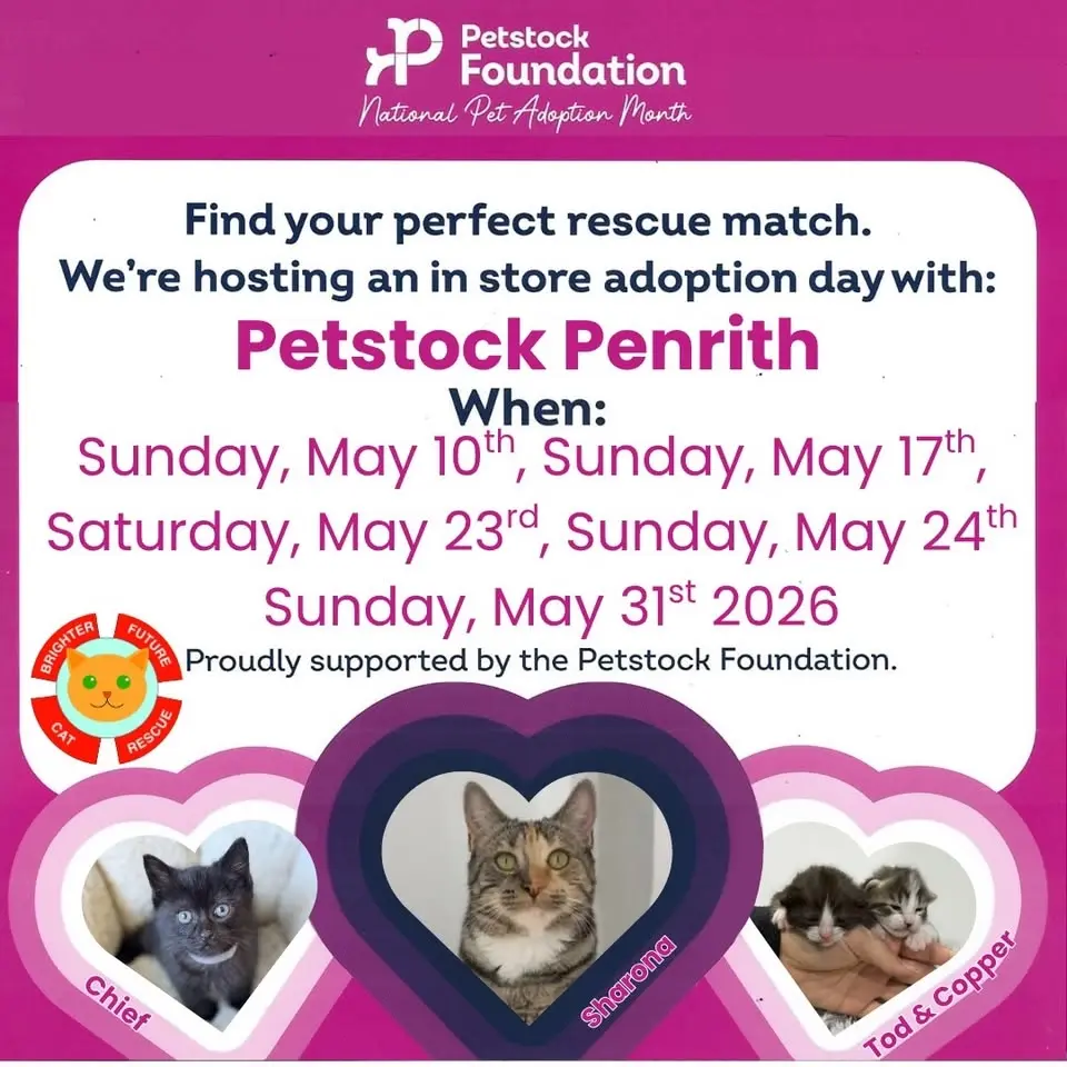 Brighter Future Cat Rescue X Petstock’s National Pet Adoption Month