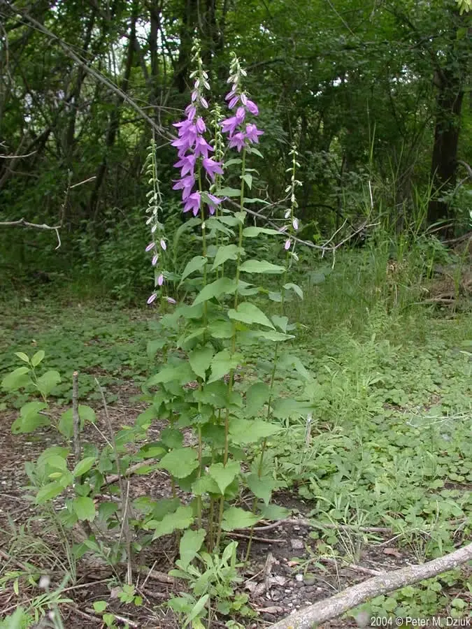 Creeping Bellflower Pull at Berry Woods