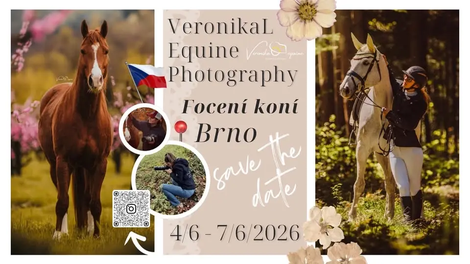 Focení koní v Brně a okolí 🐎