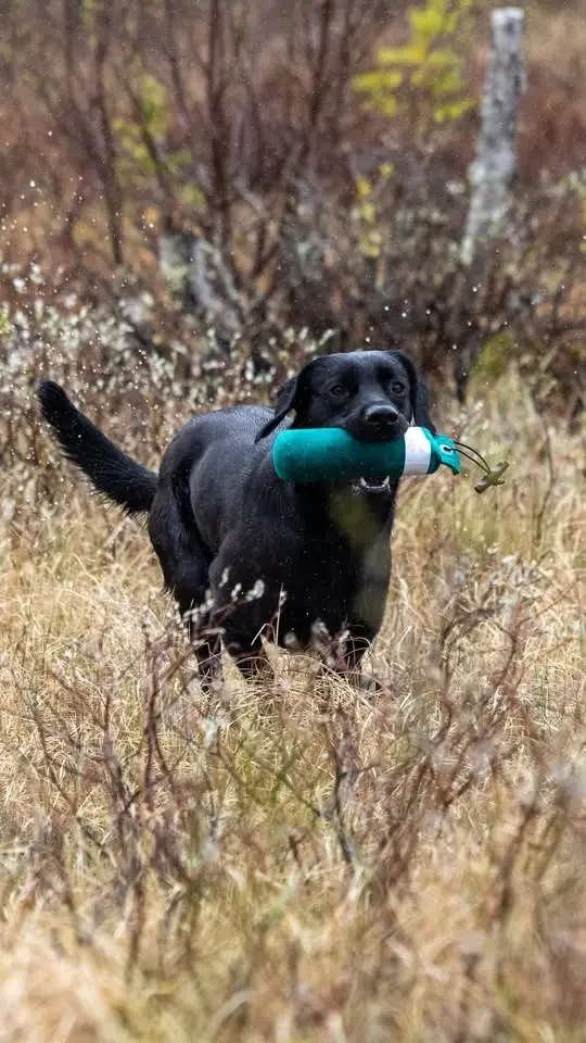 Retrieverinternat i Jämtland 1 plats ledig!