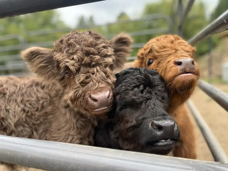 Fairweather Farm Open Day & Microminiature Calf Auction
