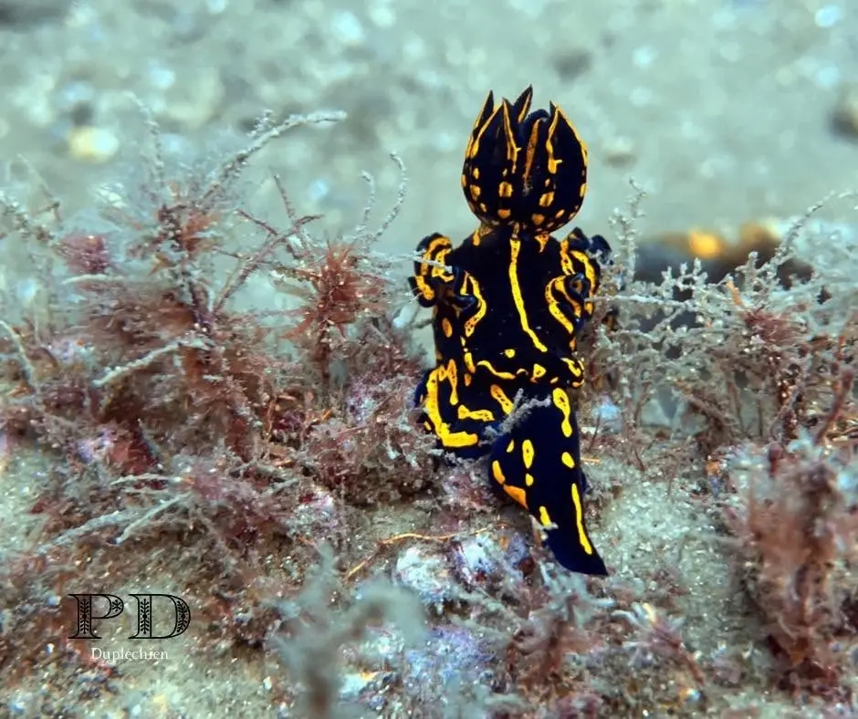Women of the Deep Women’s July Dive Meetup 