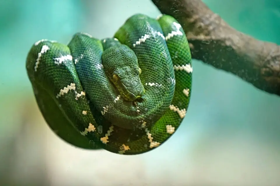 World Reptile Day