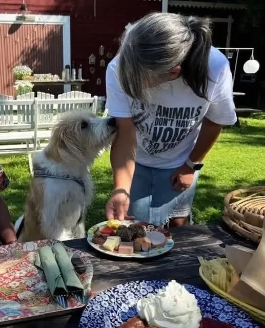 Cafét i Hundparken pop-up öppet! Helgen 18-19 juli