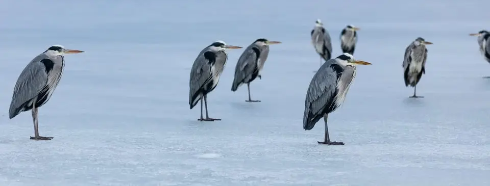 Hembygdstorsdag: naturfotografen Kenneth Olausson
