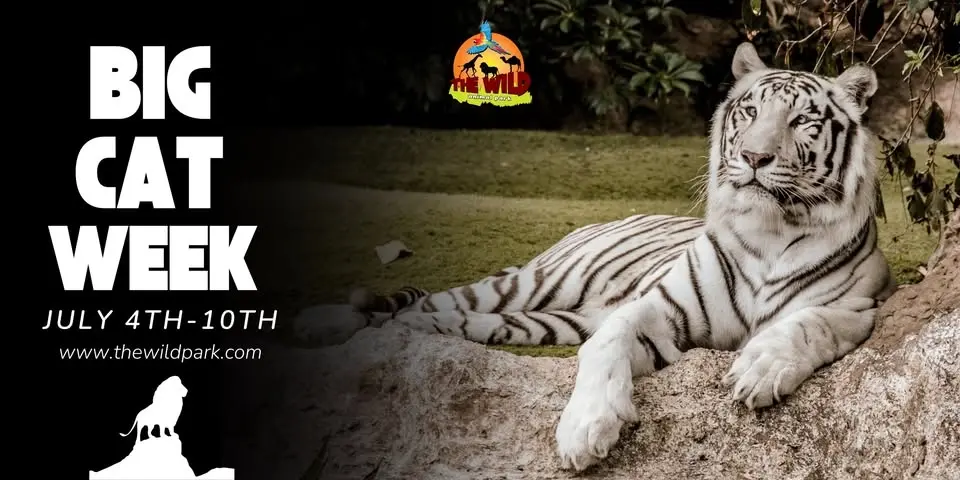 Big Cat Week ๐ฆ ๐ฏ