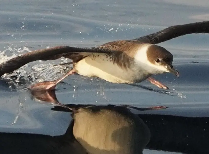 24-hour Pelagic Bird & Marine Wildlife Trip
