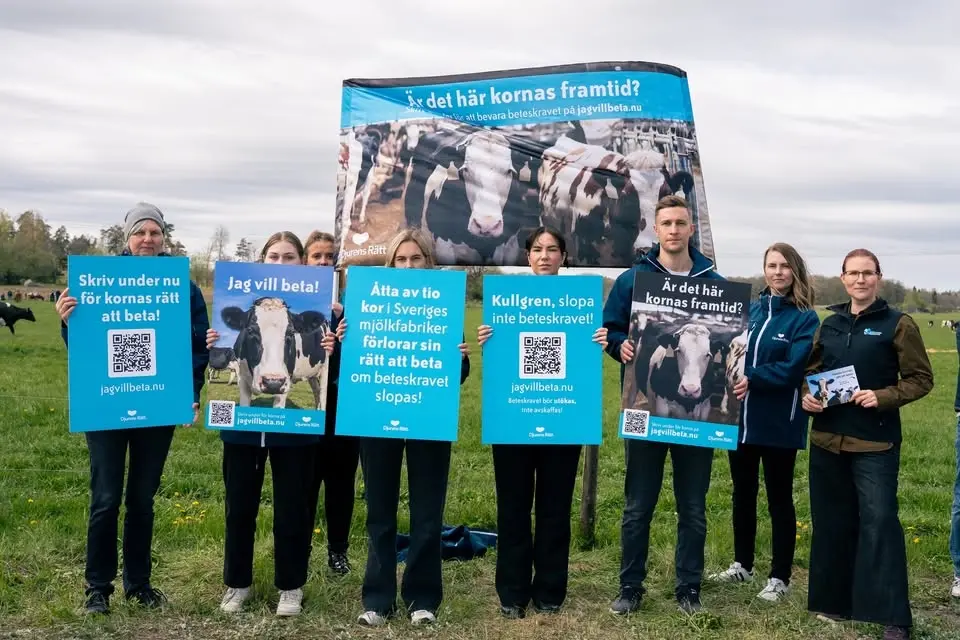 Panelsamtal: Why Look at Cows (med Djurens Rätt)  