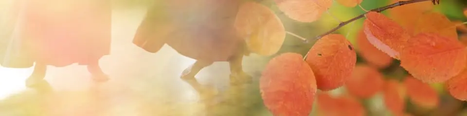 Höstdans // Autumndance 2026