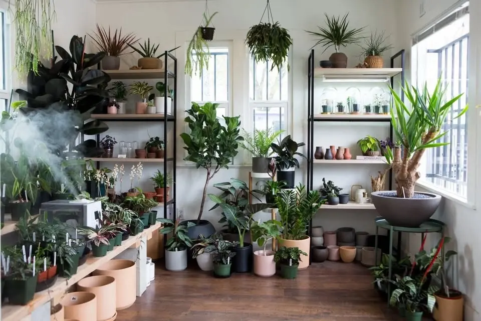 Houseplants 101 with Rosey Melucci