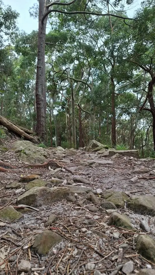 Celtic Thursday Trail - Contour Path Route
