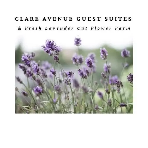 Clare Lavender Co Season Opening!