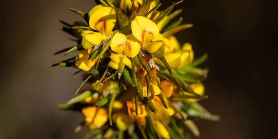 Aboriginal Heritage Office healing plants talk