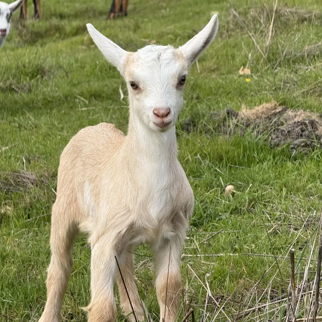 July Decelerator at Rancho San Gregorio: Hosted by Founders Guild