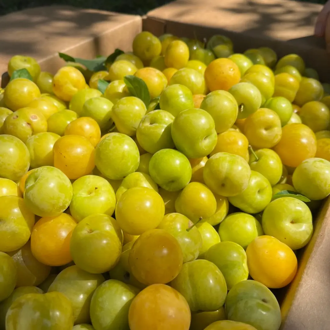 Fruity Hot Ferments: Lacto-Fermented Hot Sauce Talk & Tasting