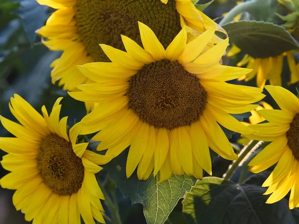 Sunflower Festival