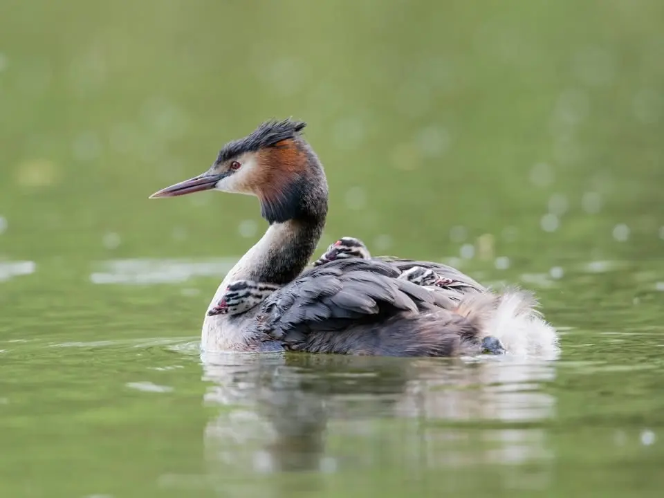 Wanderung: Vogelbeobachtungs-Spaziergang zum Wöhrder See