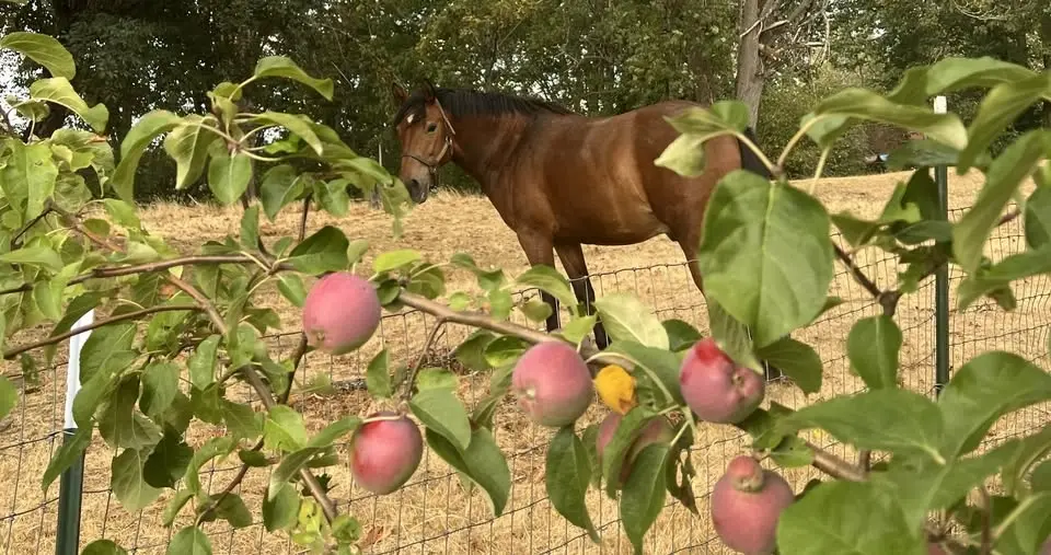 Apples and Ponies - September 13th 