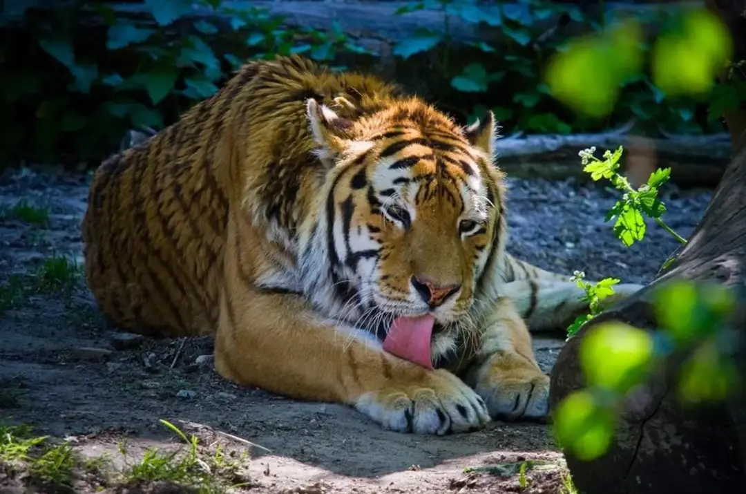 Za vysvědčení do Zoo Tábor 2026