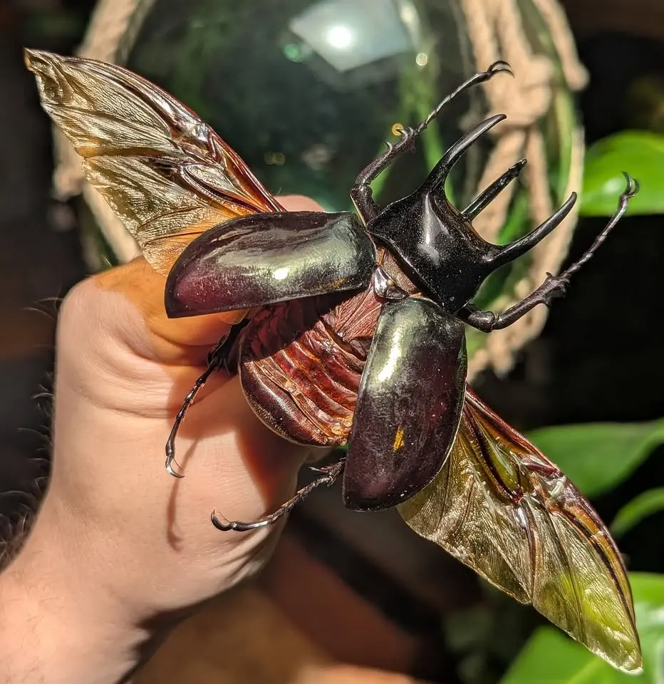 Insect Pinning Class: Chiron Rhinoceros Beetle