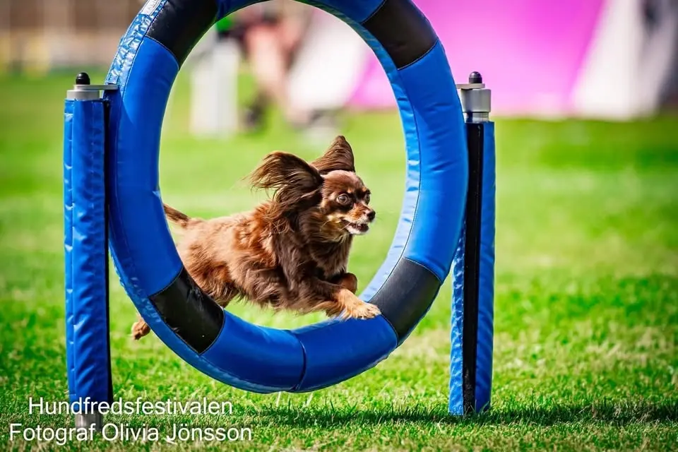 Inoff sommar Cup i Agility 