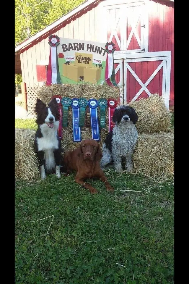 NADM December 2026 Barn Hunt Trial