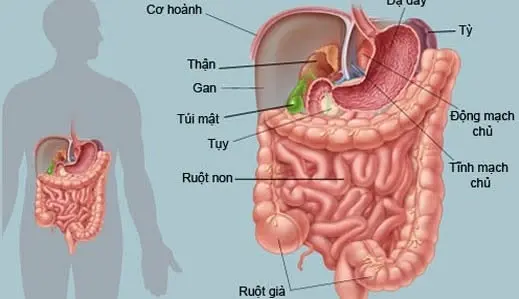 HỘI NGHỊ NỘI SOI TIÊU HÓA CAN THIỆP MIỀN BẮC LẦN THỨ I (VIGES SAPA 2026)