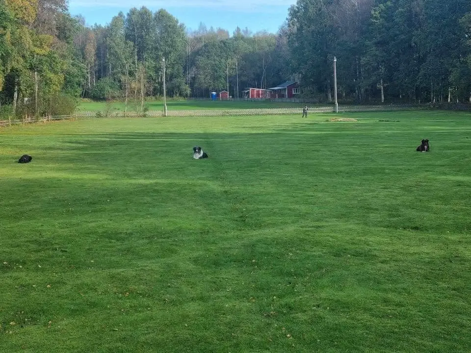 Träningstävling Lydnadsklass 3