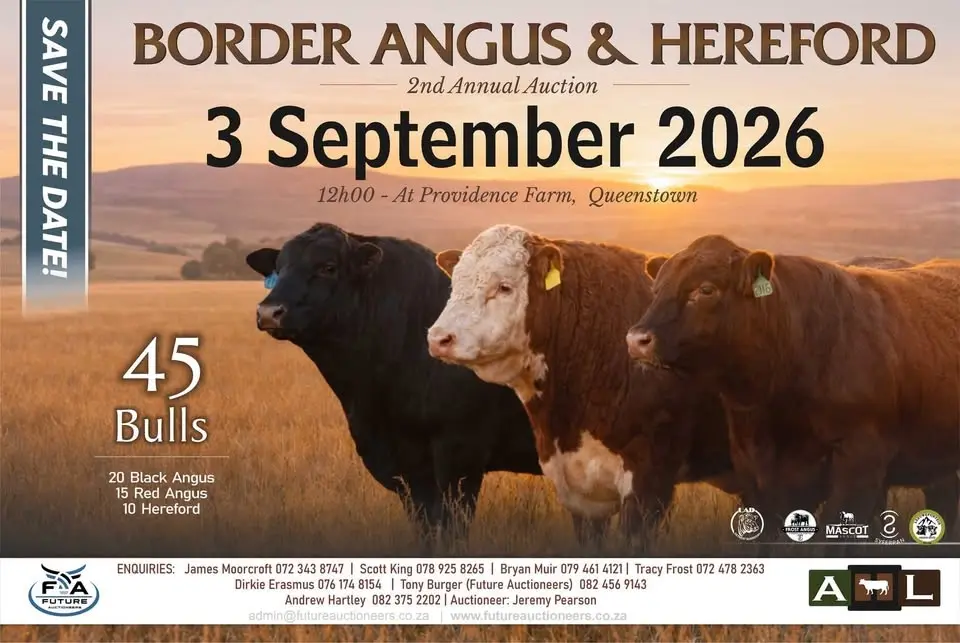 Border Angus & Hereford