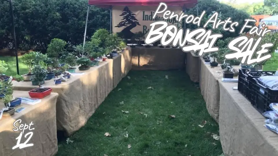 Penrod Arts Fair Bonsai Sale