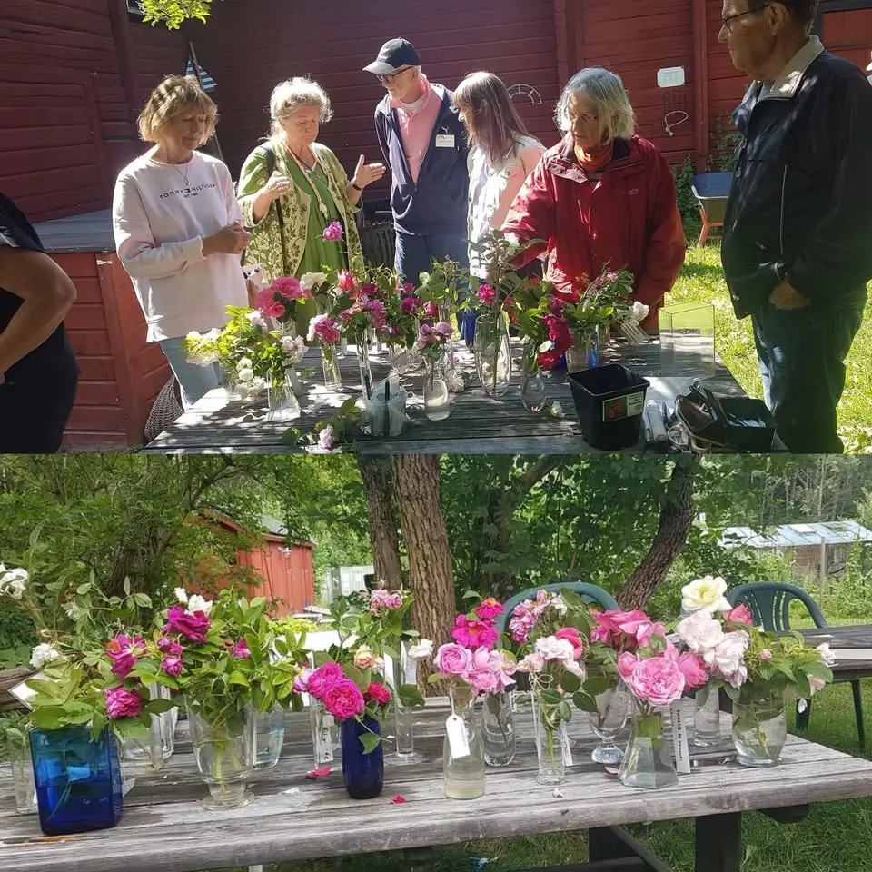 Rosens dag + PROVA PÅ ros-sticklingar 
