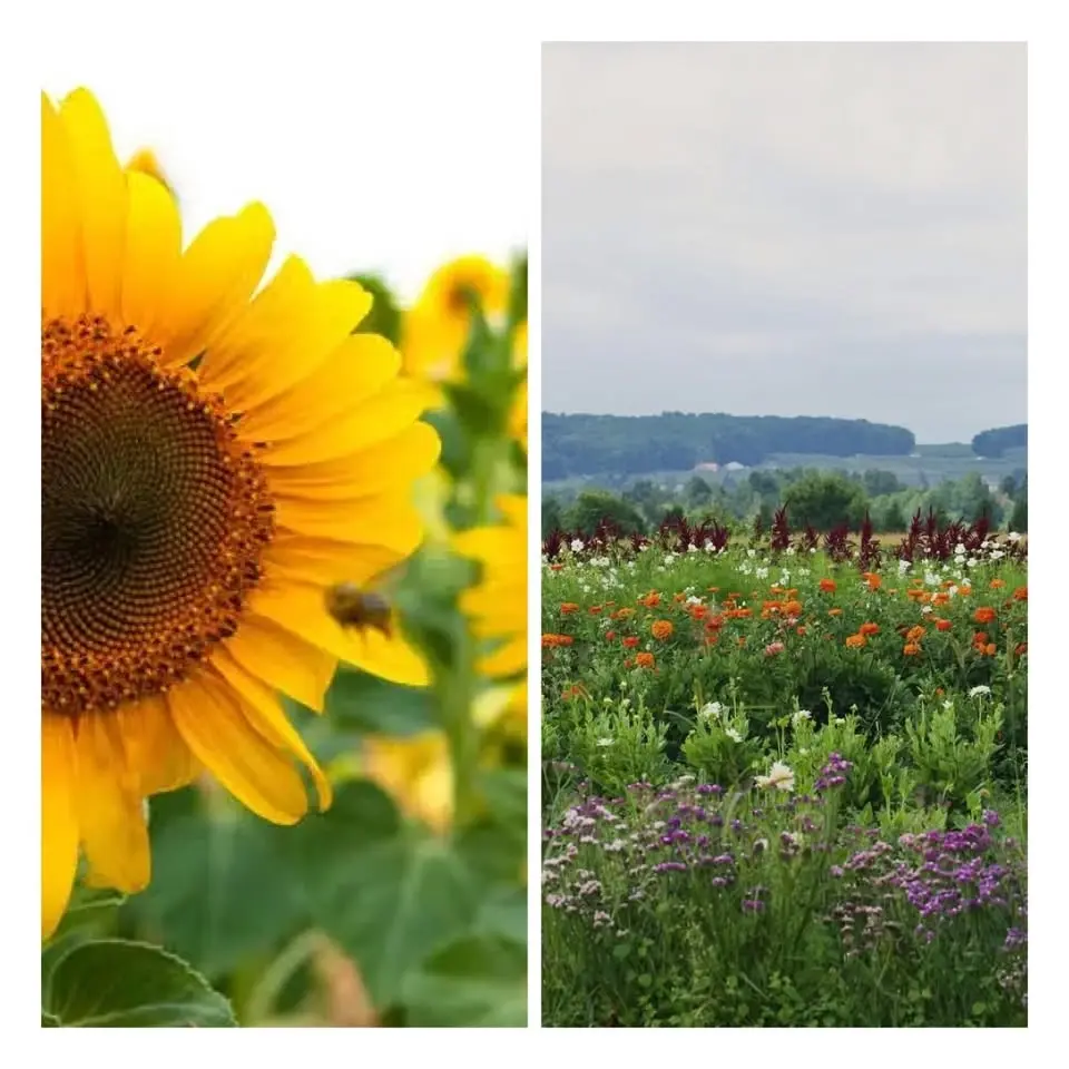 Fleurs et tournesols ( 2 dates)
