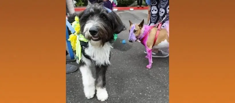 Mardi Paws Dog Parade