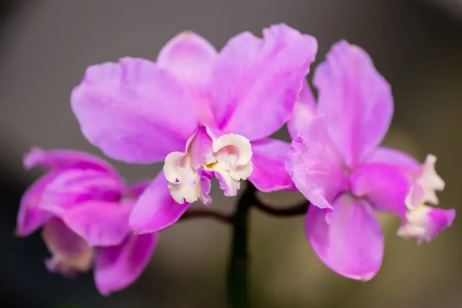 Spring Orchid Show