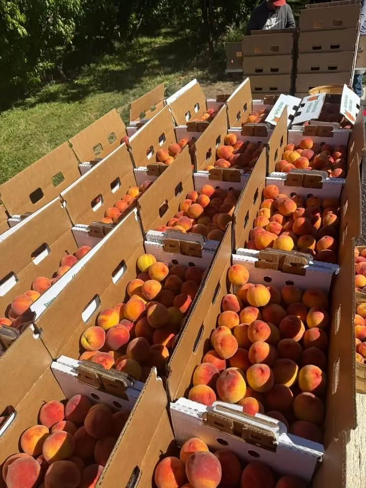 Montevideo MN 🍑COLORADO PALISADE PEACHES Truckload Sale🍑