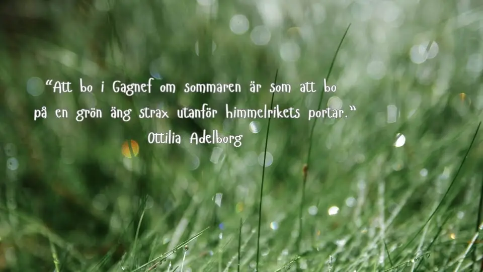 Gagnefs gullrisgrävardag!