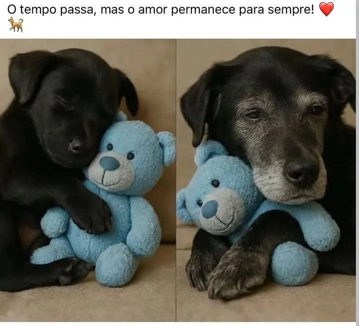 cuidando dos pets 