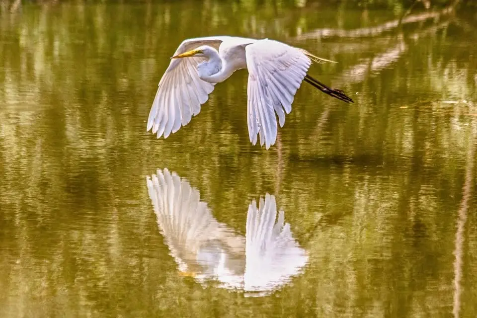 June Early Summer Birding Walk in Toronto's High Park