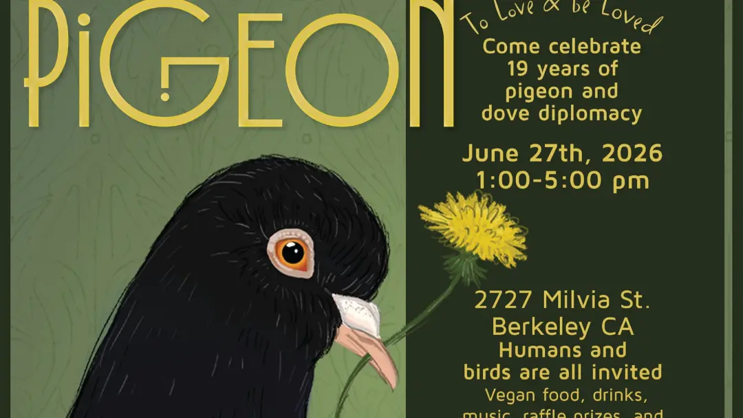 Pigeon Ambition! To love and be loved